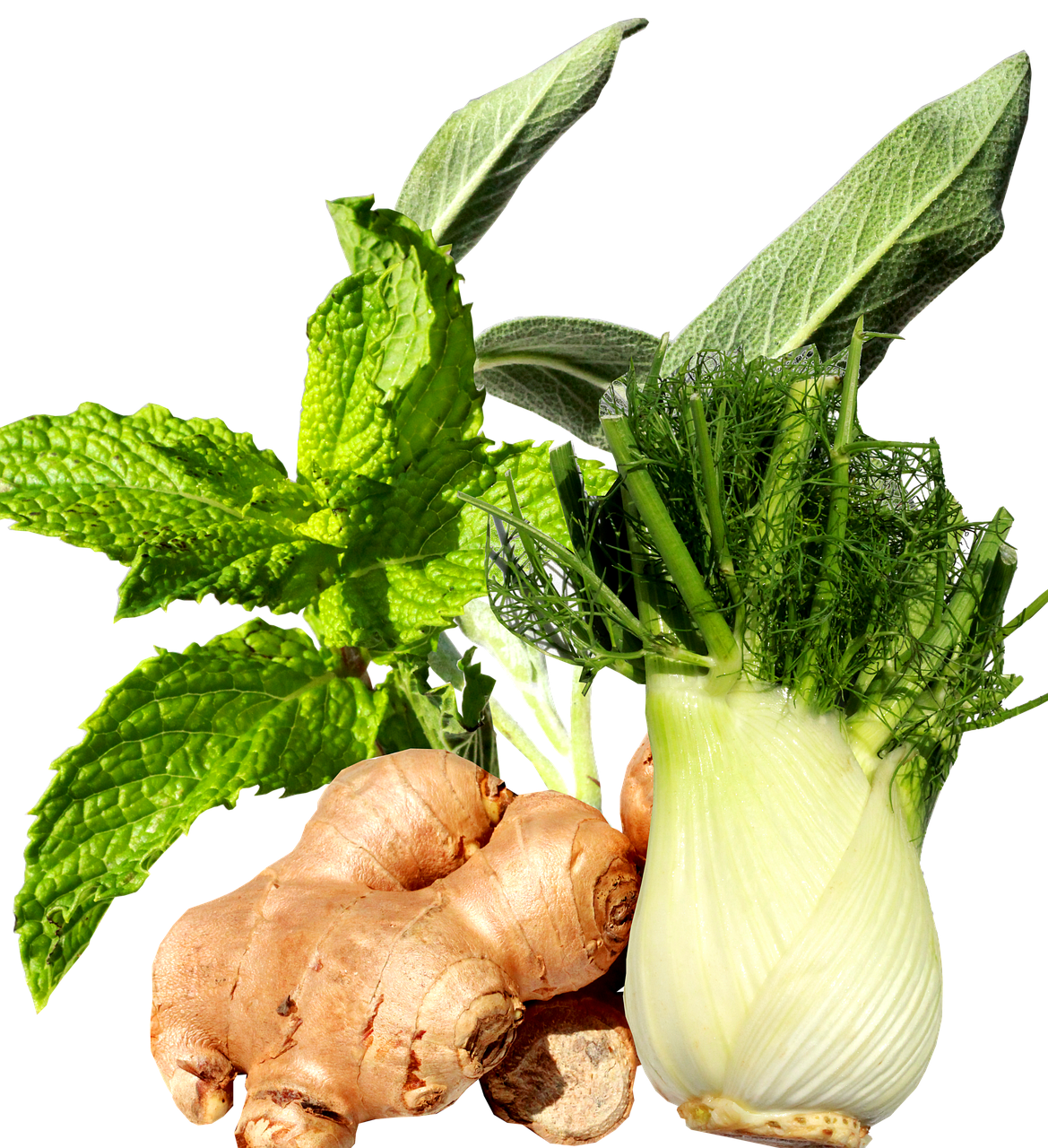 Gingembre fenouil